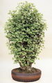 Maidenhair Tree,پر سیاوش مویی
